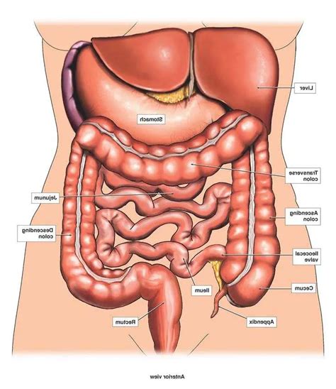 Female Human Internal Organs Diagram