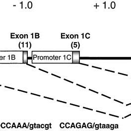 Diagram Of The Hgr Gene Structure And Organization Untranslated Exons