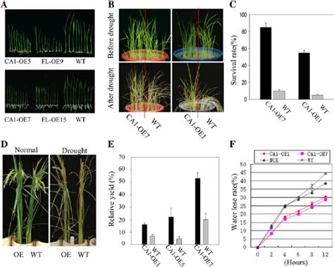 Aba Sensitivity And Drought Tolerance Testing Of Osbzip46ca1 Oe Rice Download Scientific