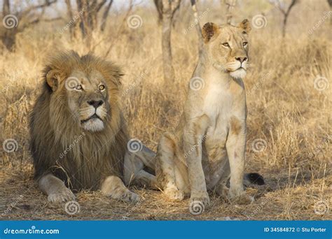 Male And Female Lion Pictures