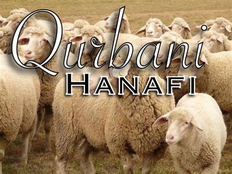 Hajj Qurbani Of Camel