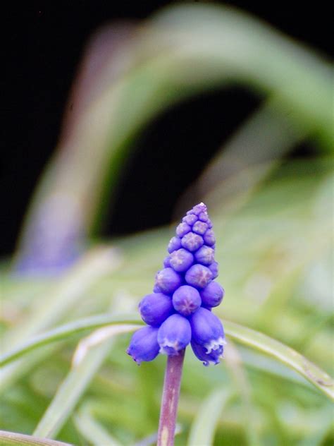 Clochettes Muscari Danielle D Flickr