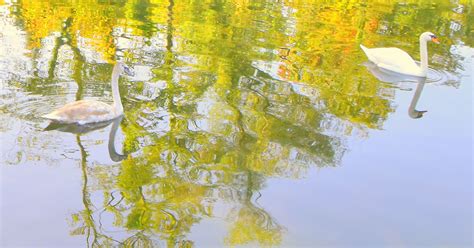 HERBSTSCHWÄNE in Außerhalb Salzburgs Schöne Heimat Fotoblog SN at