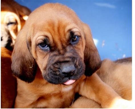 Young Bloodhound Puppy Picture