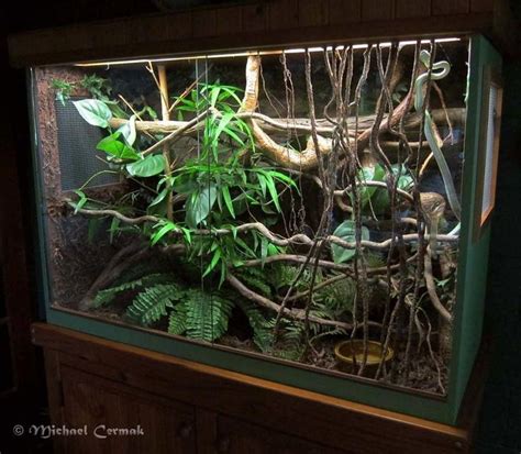 Pin By Dani On Terrarien Reptilien Reptile Terrarium Reptile Room