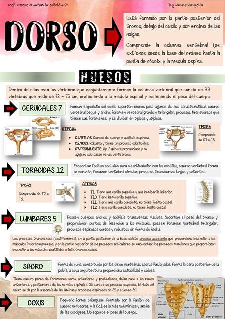 Huesos Dorso Aangella Pt Udocz