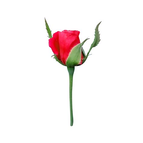 El Tallo De Una Rosa Roja Png Rosa Tallo De Rosa Flor Png Y Psd