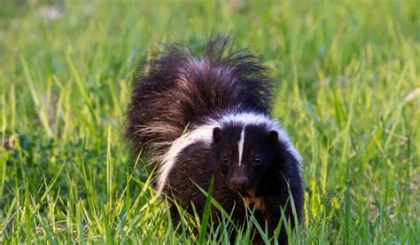 10 Facts about Skunks