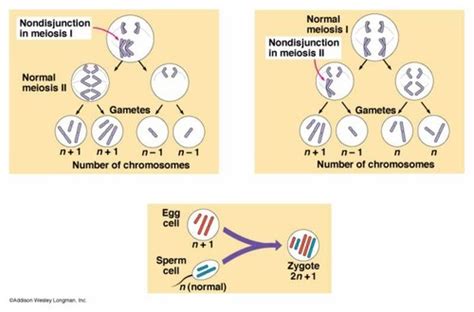 Mastering Biology Chapter 13 Flashcards Quizlet