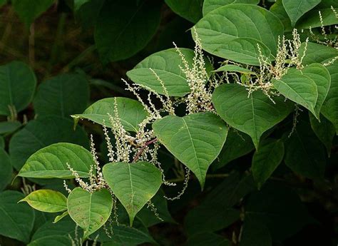 Tips on Japanese knotweed - Japanese Knotweed (Fallopia japonica ...