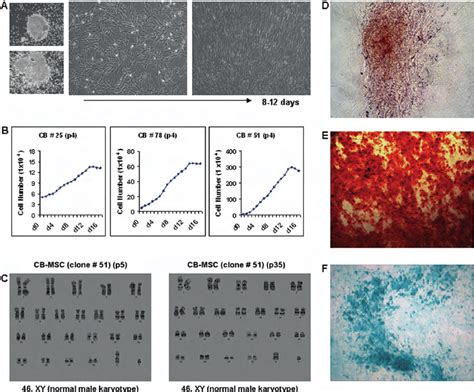 Characteristics Of Cord Blood Derived Mesenchymal Stem Cells Cb Mscs