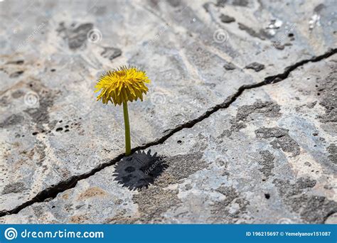 A Yellow Dandelion Flower Growing From A Crack In Concrete Or Cement