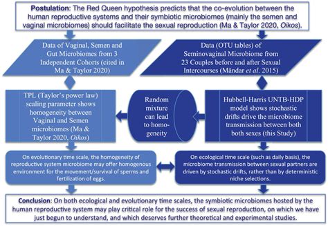 Frontiers Microbiome Transmission During Sexual Intercourse Appears