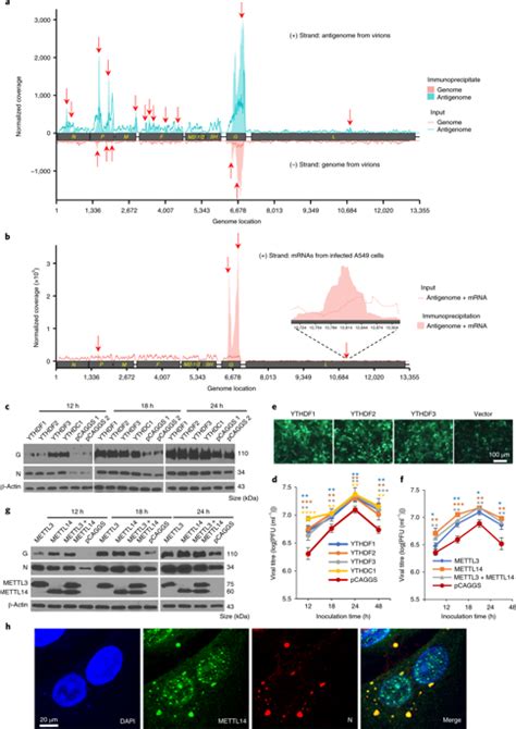 N6 Methyladenosine Modification Enables Viral Rna To Escape Recognition