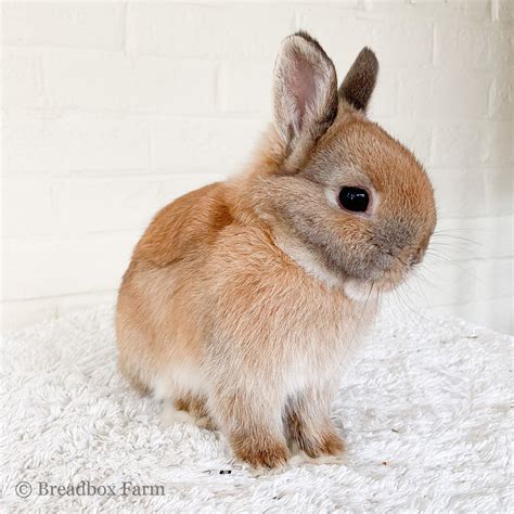 Rabbit Pictures Netherland Dwarf Bunny, Dwarf Bunnies,, 49% OFF