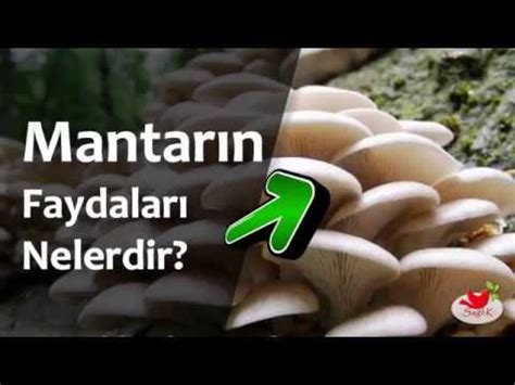 Mantarın Faydaları Nelerdir YouTube