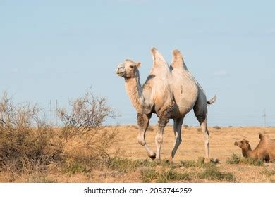 995 Camel Habitat Images, Stock Photos, 3D objects, & Vectors | Shutterstock