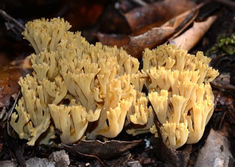 Coral Fungus Ramaria Sp