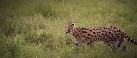 Serval | African Wildlife Foundation