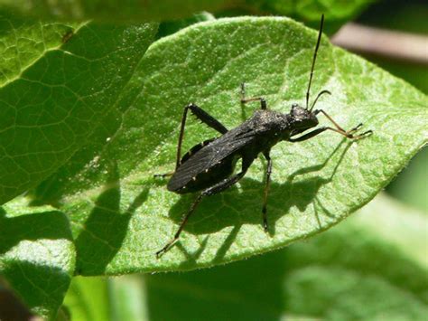 Wild Side Broad Headed Bugs The Martha S Vineyard Times