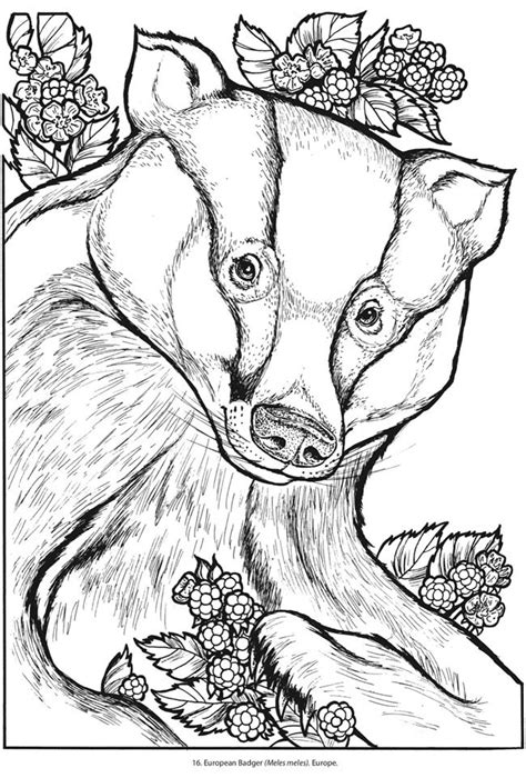 Honey Badger Coloring Page At Getcolorings Free Printable