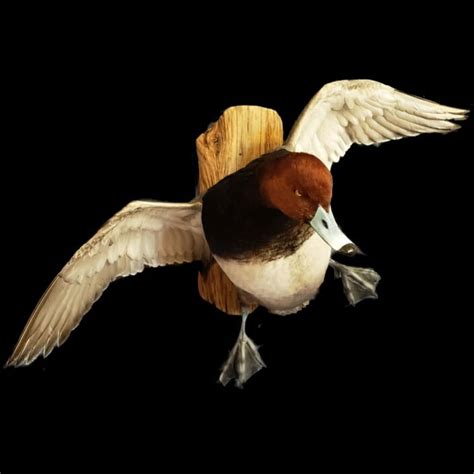 Wood Duck Mounts Drake Wood Duck Mount Texas Waterfowl Mounts