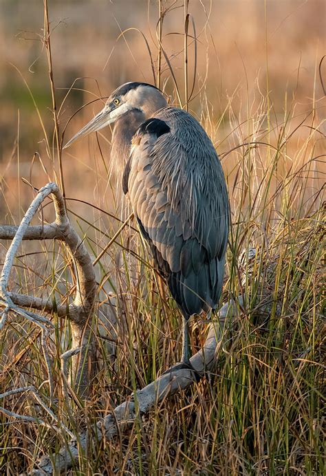 Great Blue Heron On Branch Photograph By Julie Barrick Fine Art America