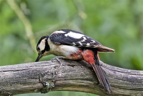 Juvenile Great Spotted Woodpecker Martin Mere Maggie Henfield Flickr