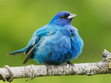 Indigo Bunting Male