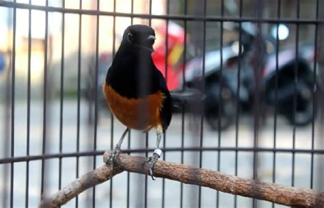 6 Jenis Burung Murai Batu Ekor Hitam Benarkah Cerdas Dan Lincah