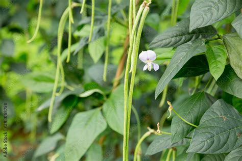 Cowpea plants in growth at vegetable garden Stock Photo | Adobe Stock