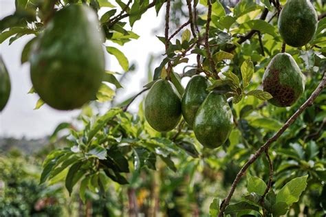 Avocados And Kenyas Smallholder Farmers Smart Farmer Africa