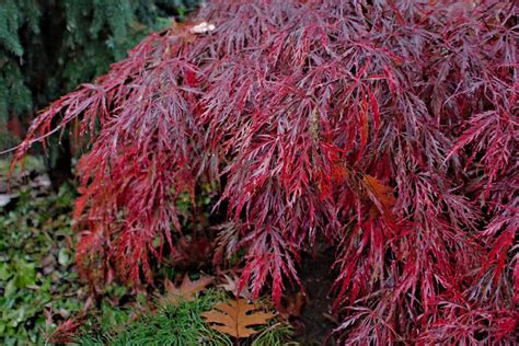 How And When To Prune Japanese Maples Gardeners Path