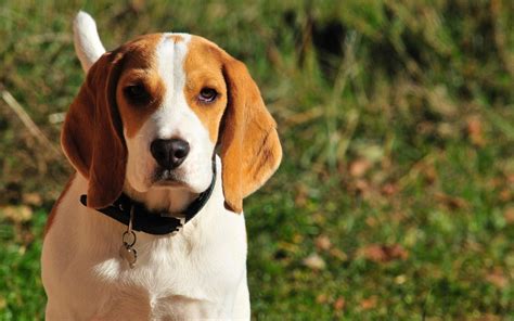 Beagle: 5 Important Things You Probably Didn't Know About Beagles