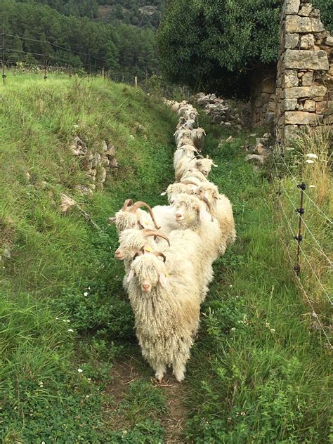 Wecandoo Découvrez un élevage de chèvres Angora et leur belle toison