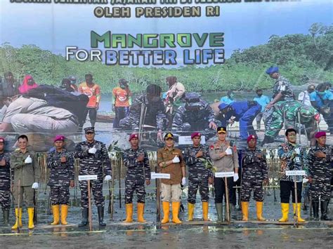 Tanam Ribu Mangrove Di Pesisir Pantai Amal Kayantara