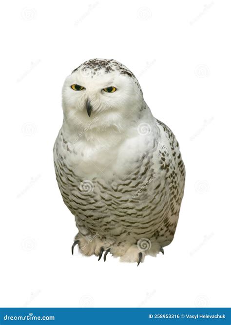 Snowy Owl Nyctea Scandiaca Isolated On A White Stock Photo Image Of