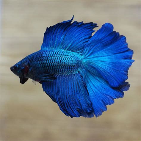 Halfmoon Double Tail Betta Fish