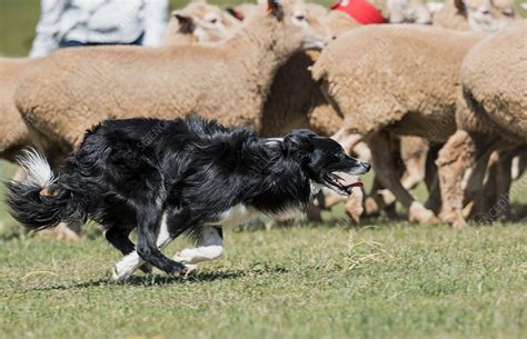 Sheep Dog Herding Sheep Stock Image C0375952 Science Photo Library