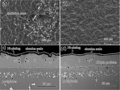 Surface And Cross Sectional Morphologies Of Ni Pt Al A C And