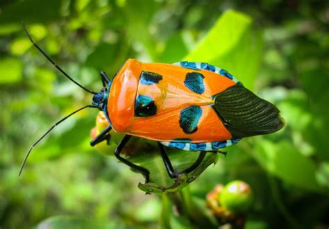 Types of Stink Bugs: Field Guide (Names & Photos) - Outforia