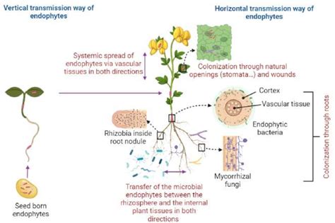 Colonization And Distribution Of Endophytes Within Plant Tissues The