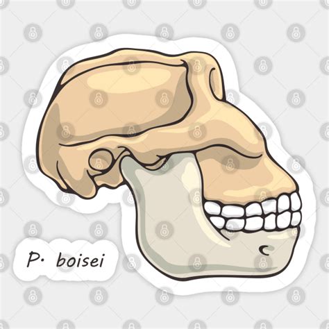 Paranthropus Boisei Skull Illustration - Mary Leakey - Sticker | TeePublic