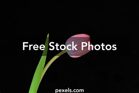 Black Tulip Wallpaper Photos, Download The BEST Free Black Tulip ...