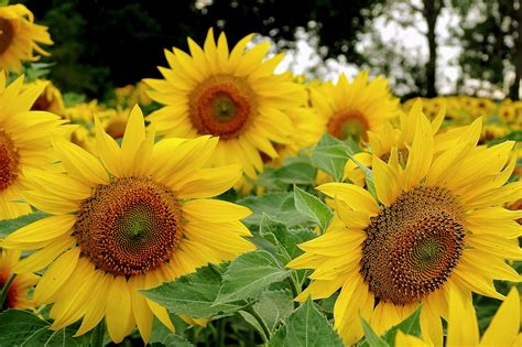 Girasoles Campo Agricultura El Foto Gratis En Pixabay Pixabay