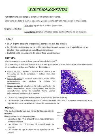 Sistema Linfoide Pdf