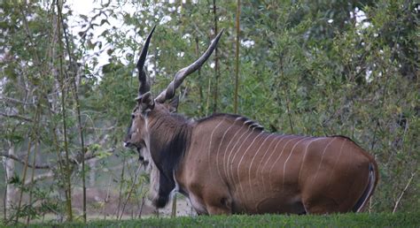 Giant Eland Taurotragus Derbianus The Giant Eland Is A Flickr