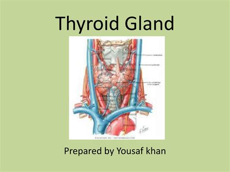 Solution Thyroid Gland Studypool