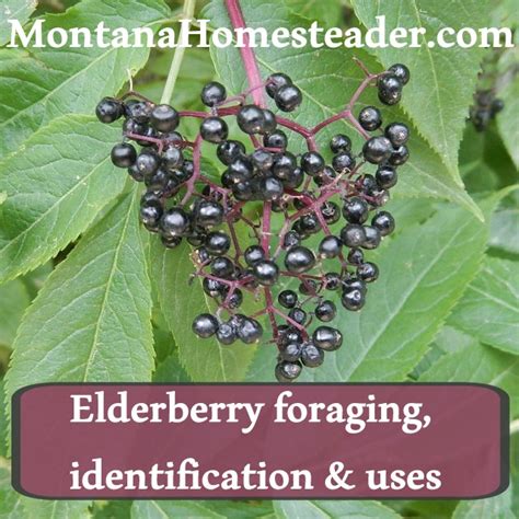 Blue Elderberry Tree Identification Reputable Site | www.pinnaxis.com