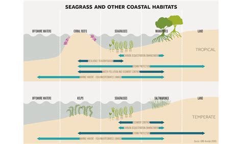 Restoring Seagrasses Can Bring Coastal Bays Back To Life